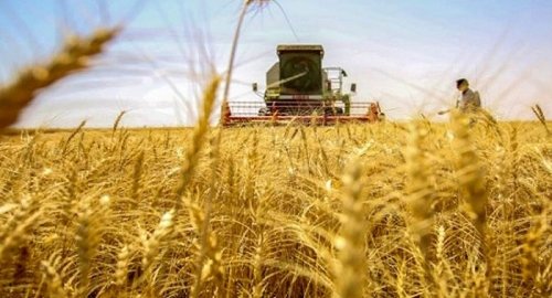 التجارة تحدد موعد انتهاء توزيع مستحقات محصولي الحنطة والشلب