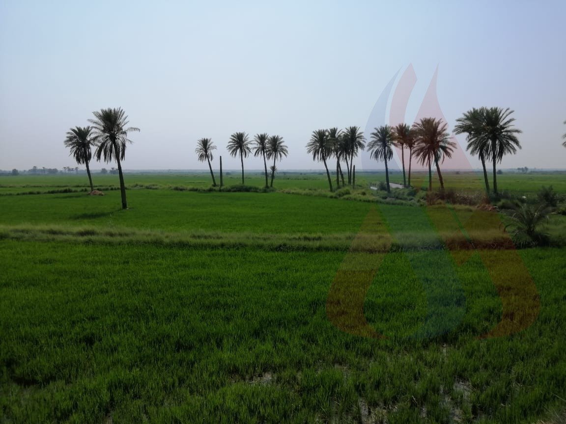 وزير الزراعة: توجيه بمحاسبة المتجاوزين على المناطق الخضراء ببغداد