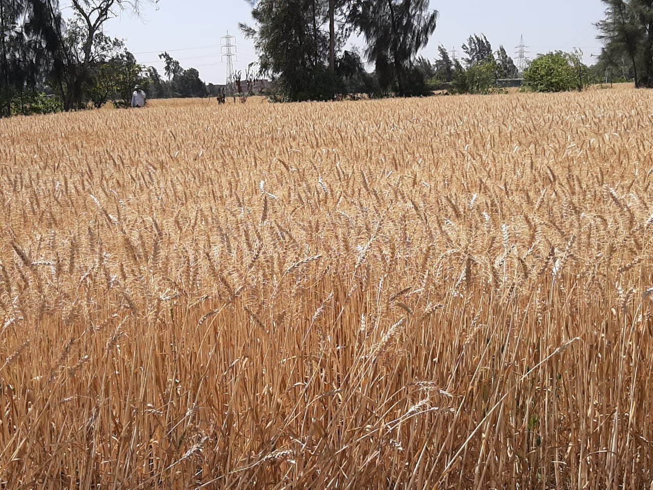 الزراعة: بدء حصاد الحنطة والشعير في البصرة