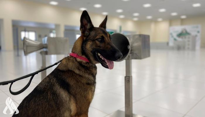 دبي: الكلاب المدرّبة على اكتشاف كورونا نجحت بنسبة 92%