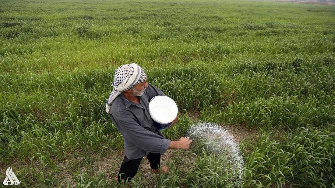الزراعة: طلب محلي وخارجي على رز العنبر العراقي
