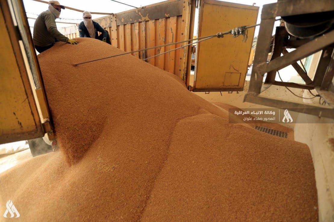 زراعة الديوانية تعلن تسويق أكثر من 56 ألف طن من الحنطة