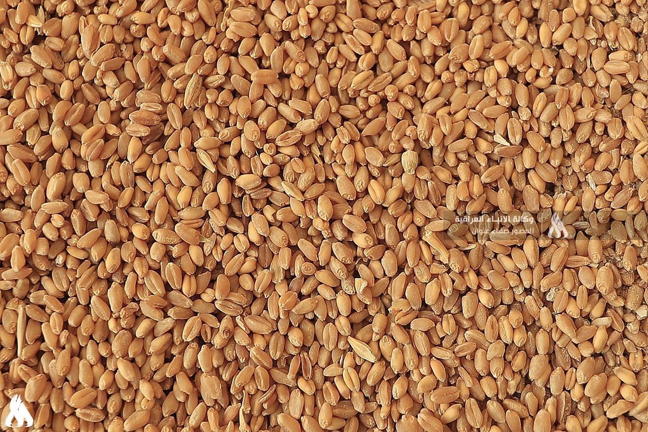 الموسم التسويقي.. الحبوب تؤكد جاهزية مطاحنها للتعامل مع كميات الحنطة كافة