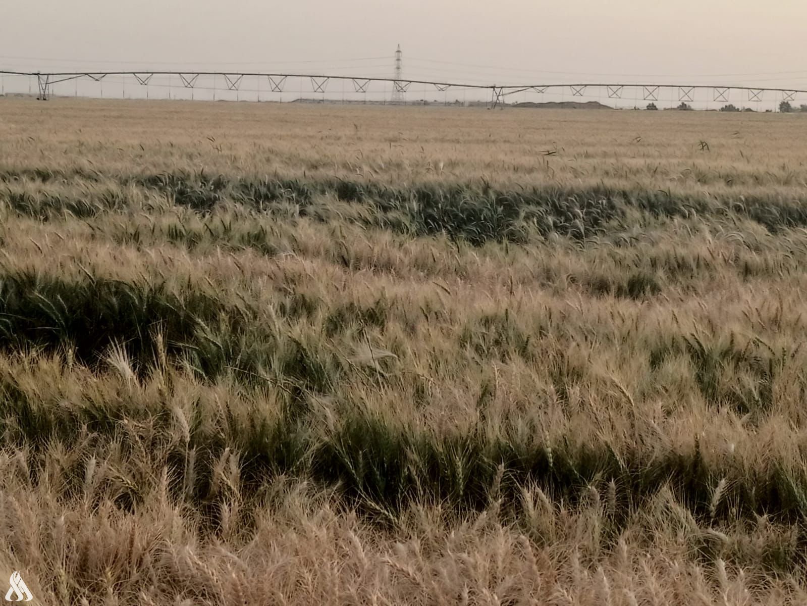 عامرية الفلوجة: مبادرة رئيس الوزراء بتوفير تقنيات الري زادت حجم إنتاج الحبوب