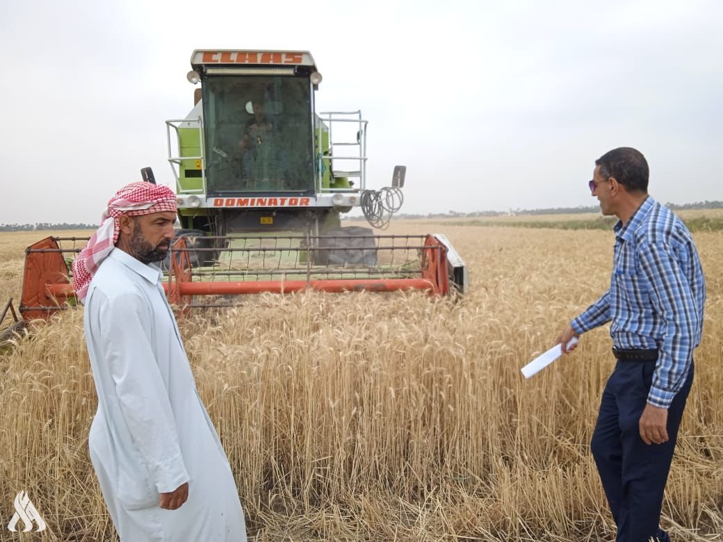 زراعة النجف تؤكد إتمام حصاد 33 ألف دونم من محصول الحنطة