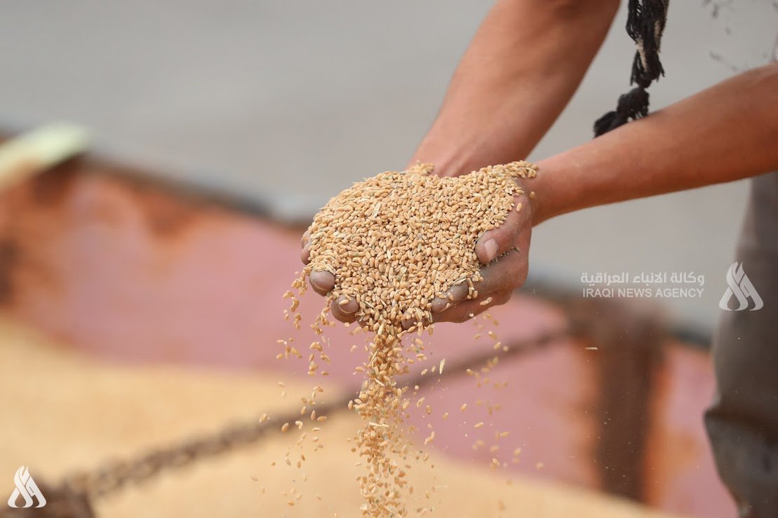 كركوك.. التجارة: تخصيص 30 مليار دينار لمستحقات تسويق الحنطة